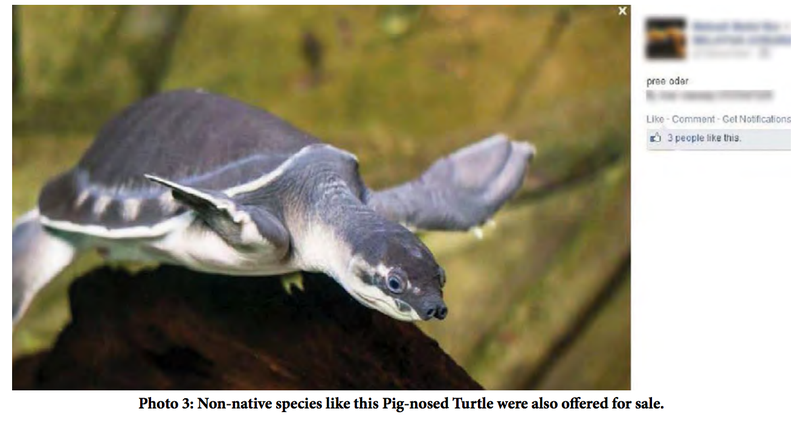 Illustration for article titled Jerks Are Selling Endangered Species on Facebook